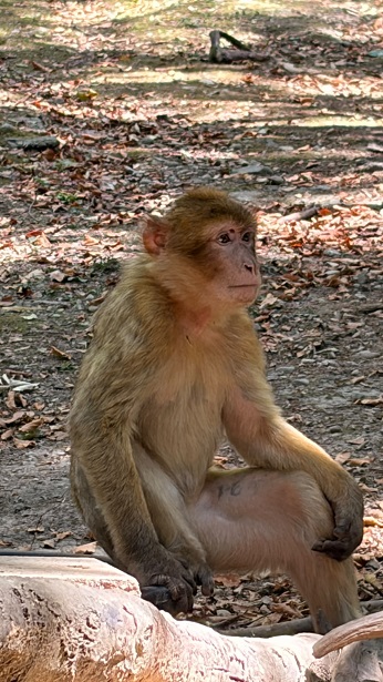 Aff_Aus_2